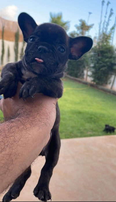 Disp chiot bulldog francais