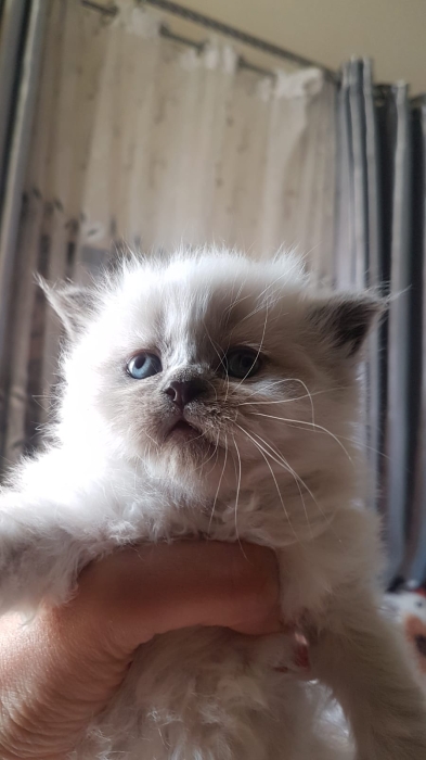 Bébés de chat Persan