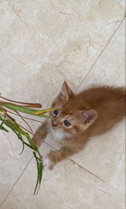 Chatons pour adoption