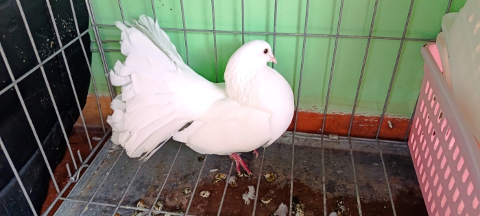 Couple pigeon paon