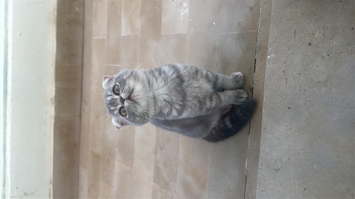 Scottish fold