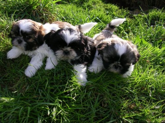 Shih tzu