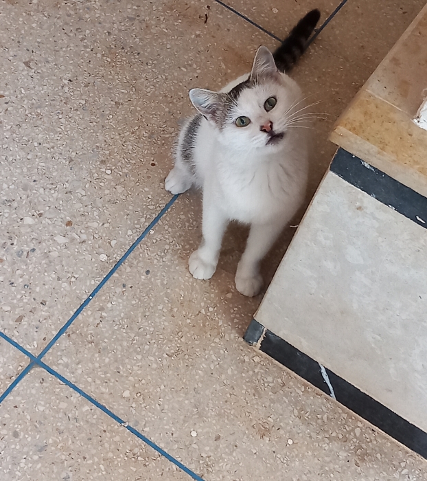 Chat sterilisé pour adoption