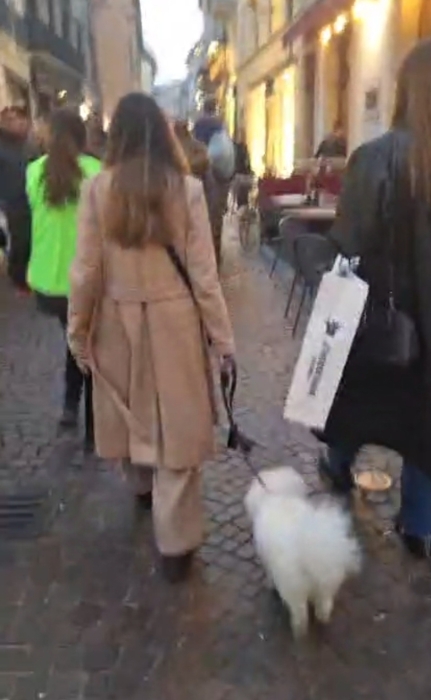 Chien spitz a vendre