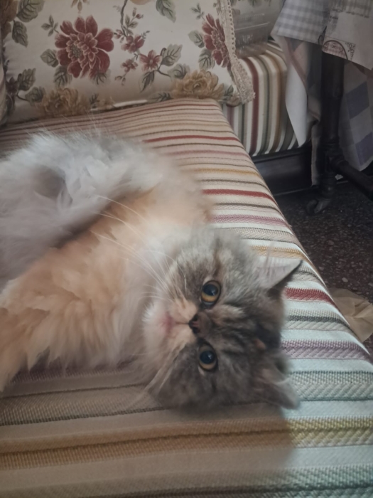 Chat persan femelle adulte à vendre