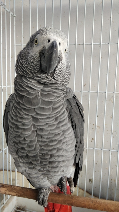 Gris du Gabon a vendre