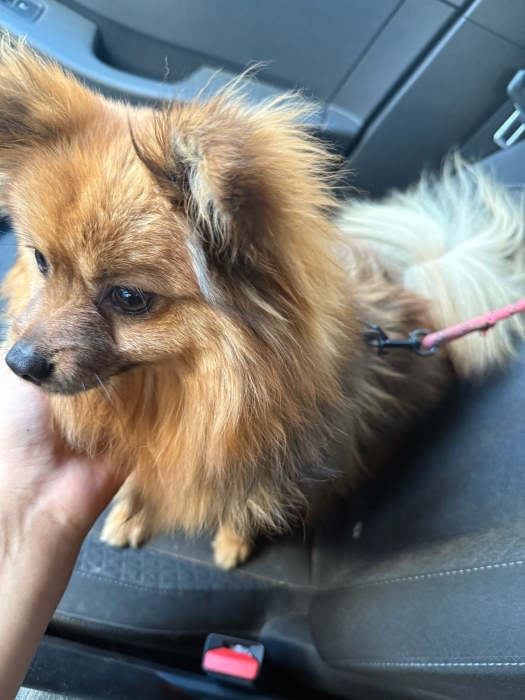 Spitz nain allemand mâle