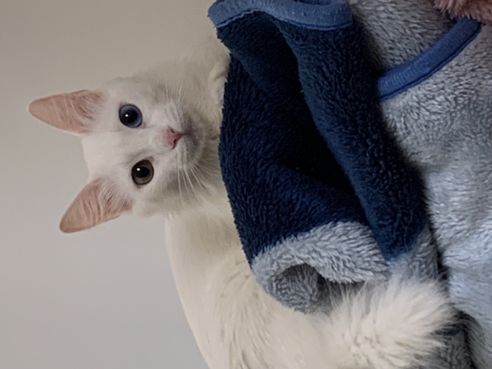 Rouidate15avenuemoulayabdallah