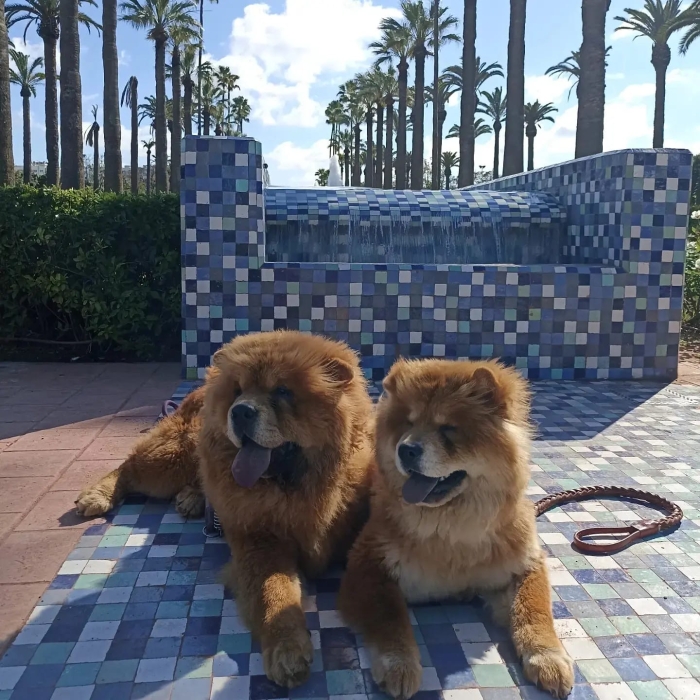 Chiots chow chow a vendre