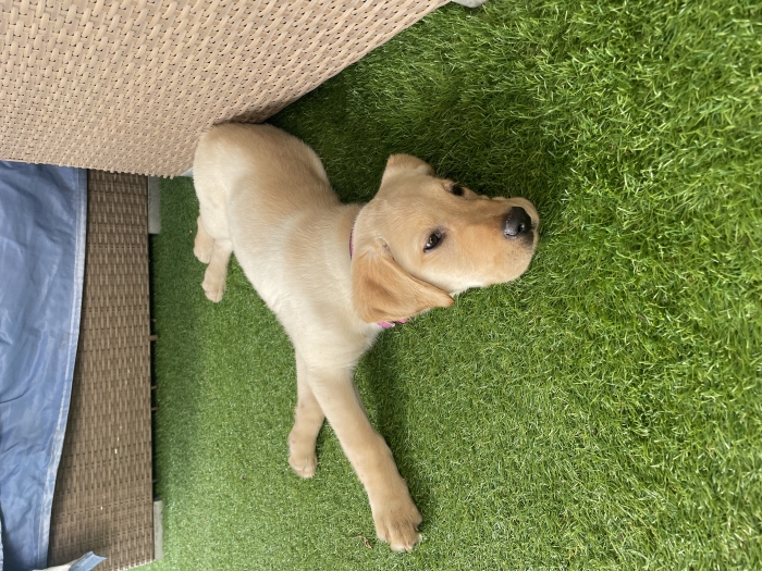 Vente labrador pure race 4 mois