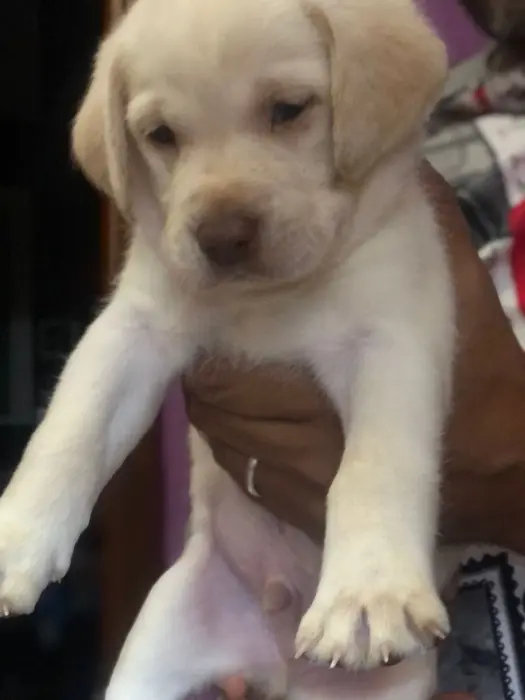 Labrador