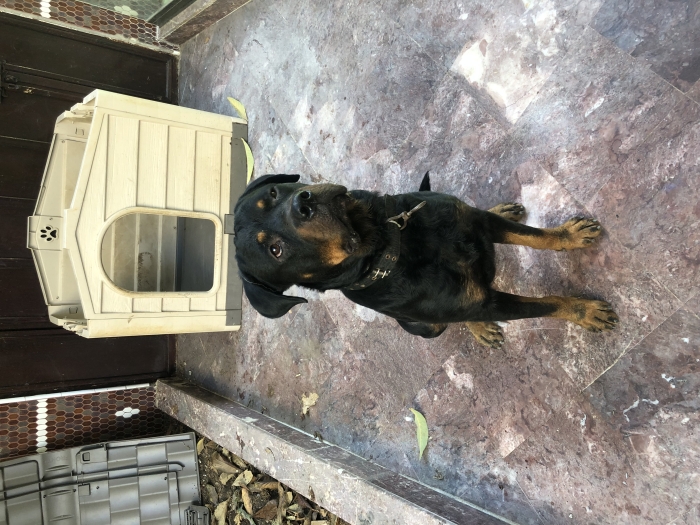 Rottweiler royal Race Pure