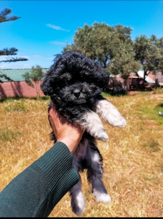 Bichon Havanais 🎊