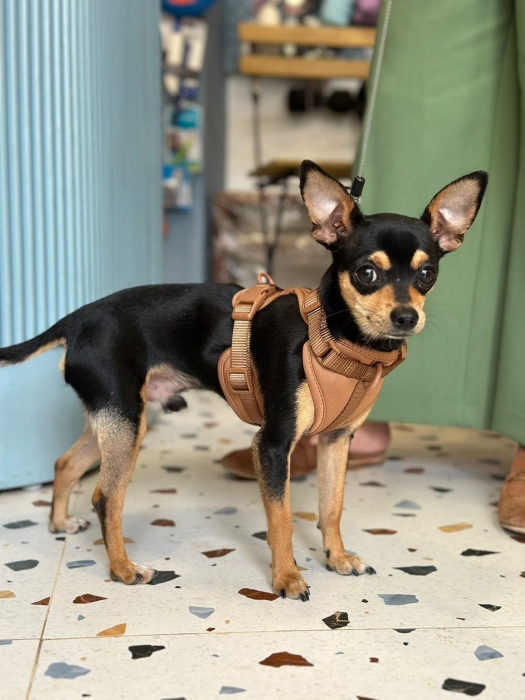 Femelle pour accouplement