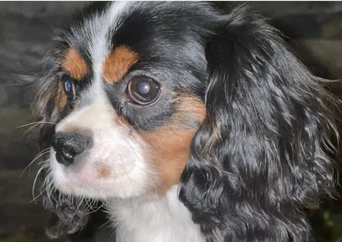 cavalier king charles
