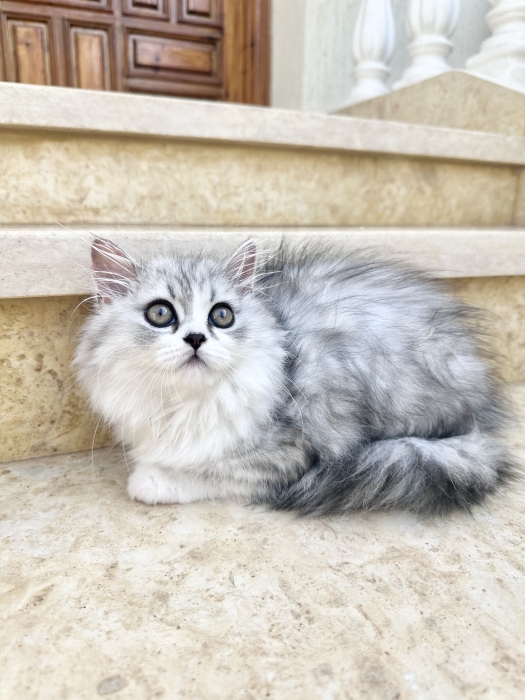 Magnifiques chatons munchkins