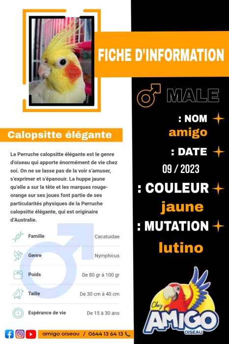 Calopsitte كلوبسيت مدرب