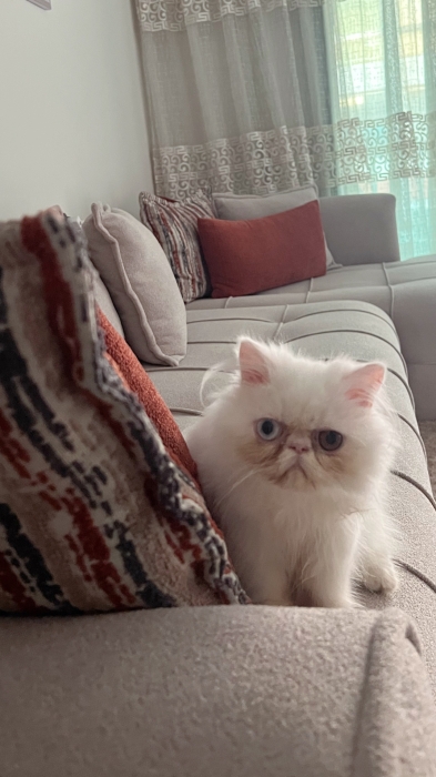 Chat Persan rare aux yeux de couleurs différentes – très affectueux