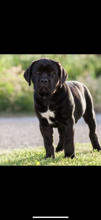 Chiot Cane Corso