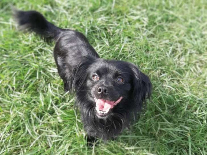 Chienne Pékinois noire petite taille