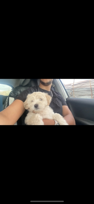 Chien bichon havanis