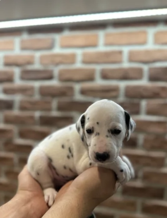 Chiots dalmatien