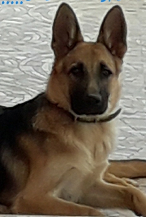 chien berger allemand