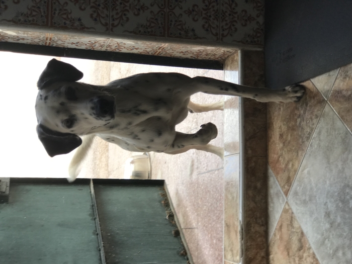 Chien dalmatien mâle 11 mois