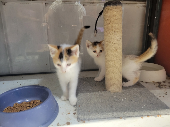 Chat sibérien en adoption gratuite