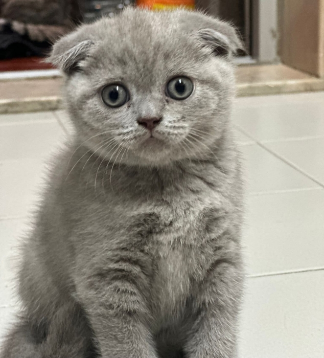scottish fold chaton