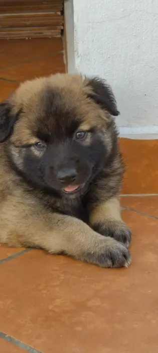 Berger long point x malinios terveurine