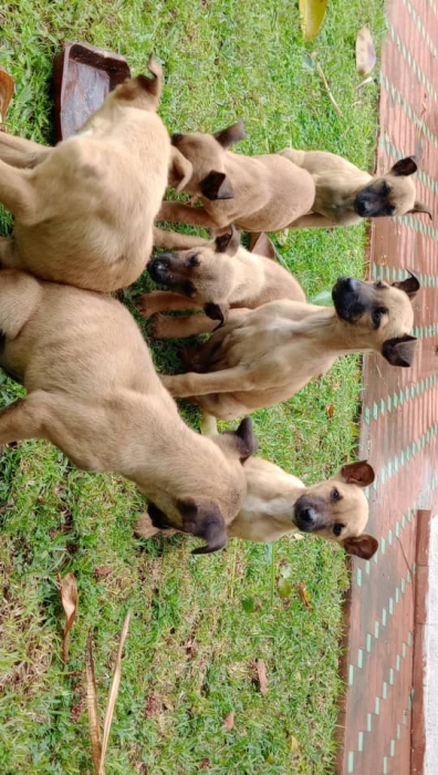 Chien malinois 2mois