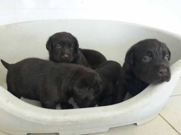 Labrador Noir/ Chocolat 🍫
