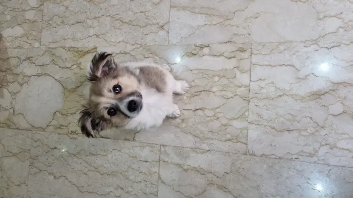 Bergers islandais + welsh corgi pembroke