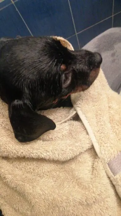 Rottweiler à vendre