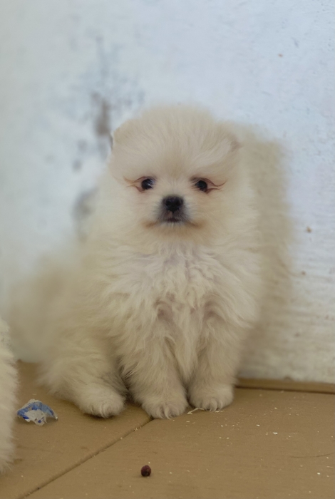 Chien SPitz Pomeranian