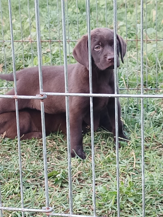 Labrador chocolat