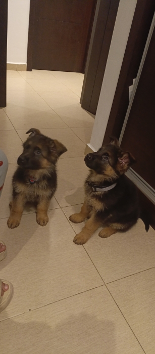 Deux Chios berger allemand