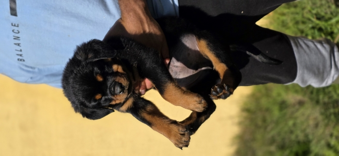 Rottweilers PEDIGREE