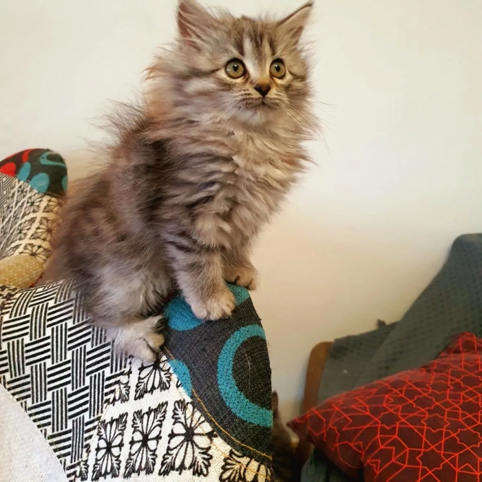 Croisement de race mainecoon