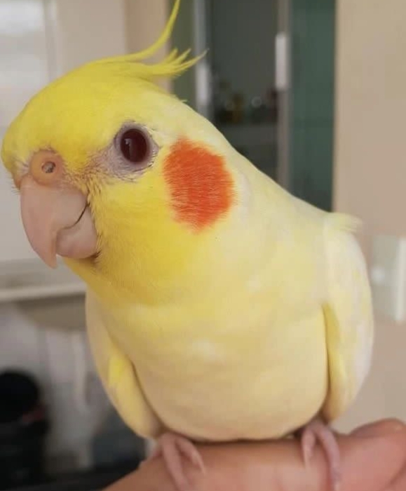 Oiseau dressé à Casablanca Maroc