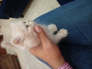 Chat persan presque 2 mois
