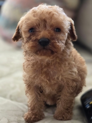 Chiot Caniche Toy femelle pedigree