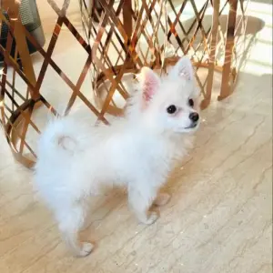 Spitz nain femelle blanche