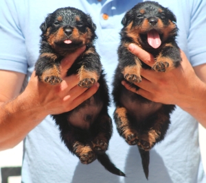 Chiots Rottweiler pedigree