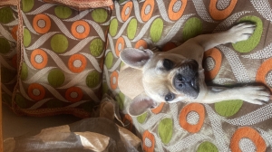 Bulldog français femelle