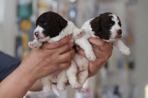 Chiots Waterdogs avec pedigree (perro de agua)