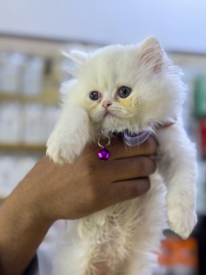 Chaton persan pure race