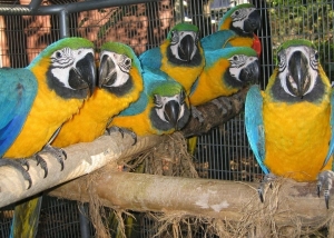 dispo des perroquets de toutes races sociales