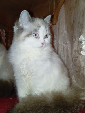 Chat persan chinchilla